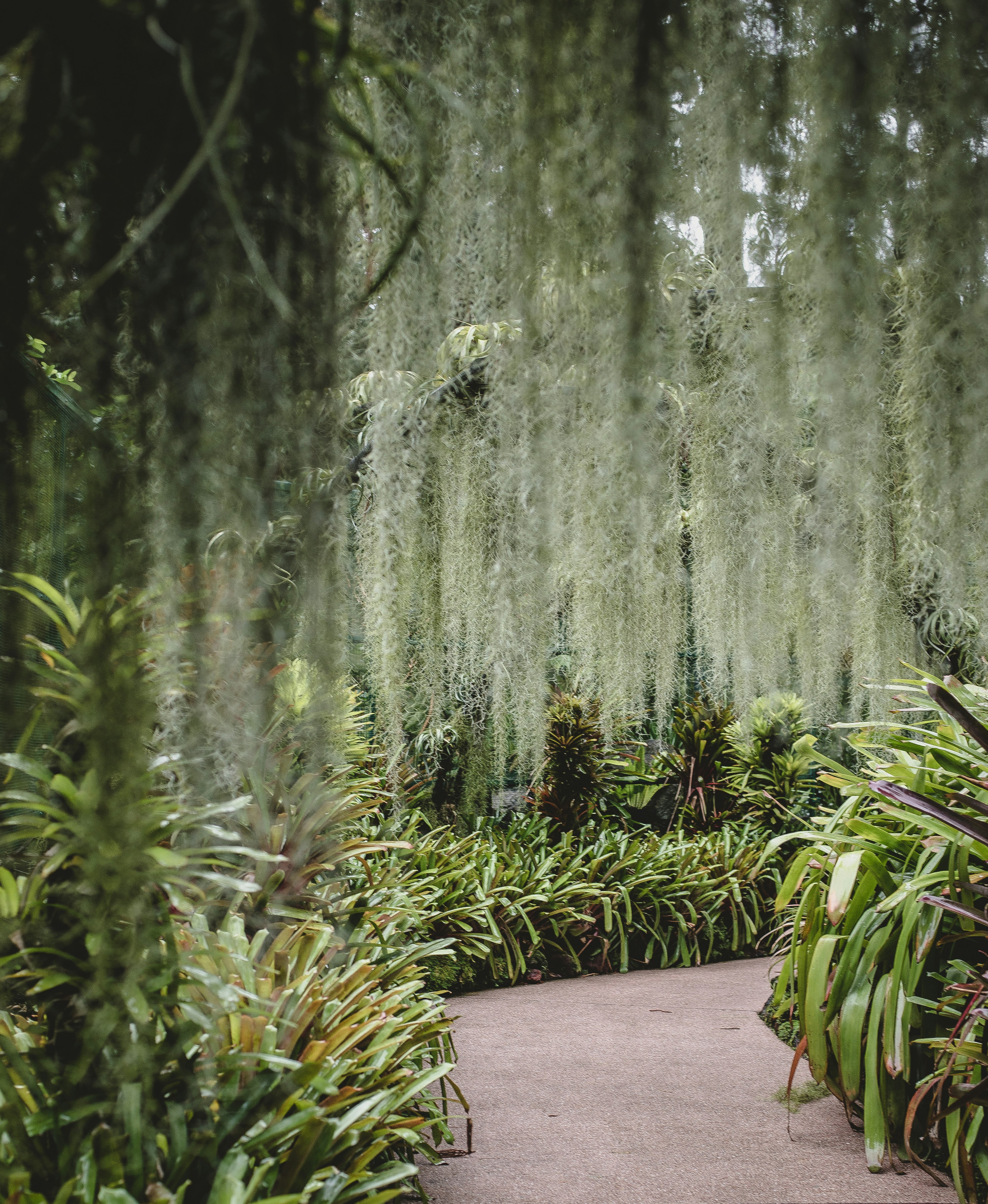 pathway surrounded by plants during day